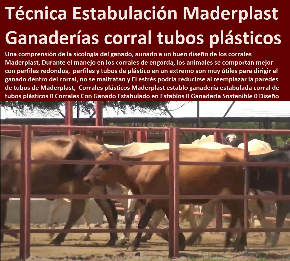 Corrales plásticos Maderplast establo ganadería estabulada corral de tubos plásticos 0 Corrales Con Ganado Estabulado en Establos 0 Ganadería Sostenible 0 Diseño de Corrales Para Ganado Estabulado 0 Técnica Estabulación Maderplast Corrales plásticos Ganaderías Tecnificadas, Explotación Ganadera Automatizada, Sistemas de Pastoreo, Estabulación de Ganado, Pastoreo Intensivo, Establos, Corrales, Saladeros, Comederos, Cerramientos, Postes, Maderplast establo ganadería estabulada corral de tubos plásticos 0 Corrales Con Ganado Estabulado en Establos 0 Ganadería Sostenible 0 Diseño de Corrales Para Ganado Estabulado 0 Técnica Estabulación Maderplast